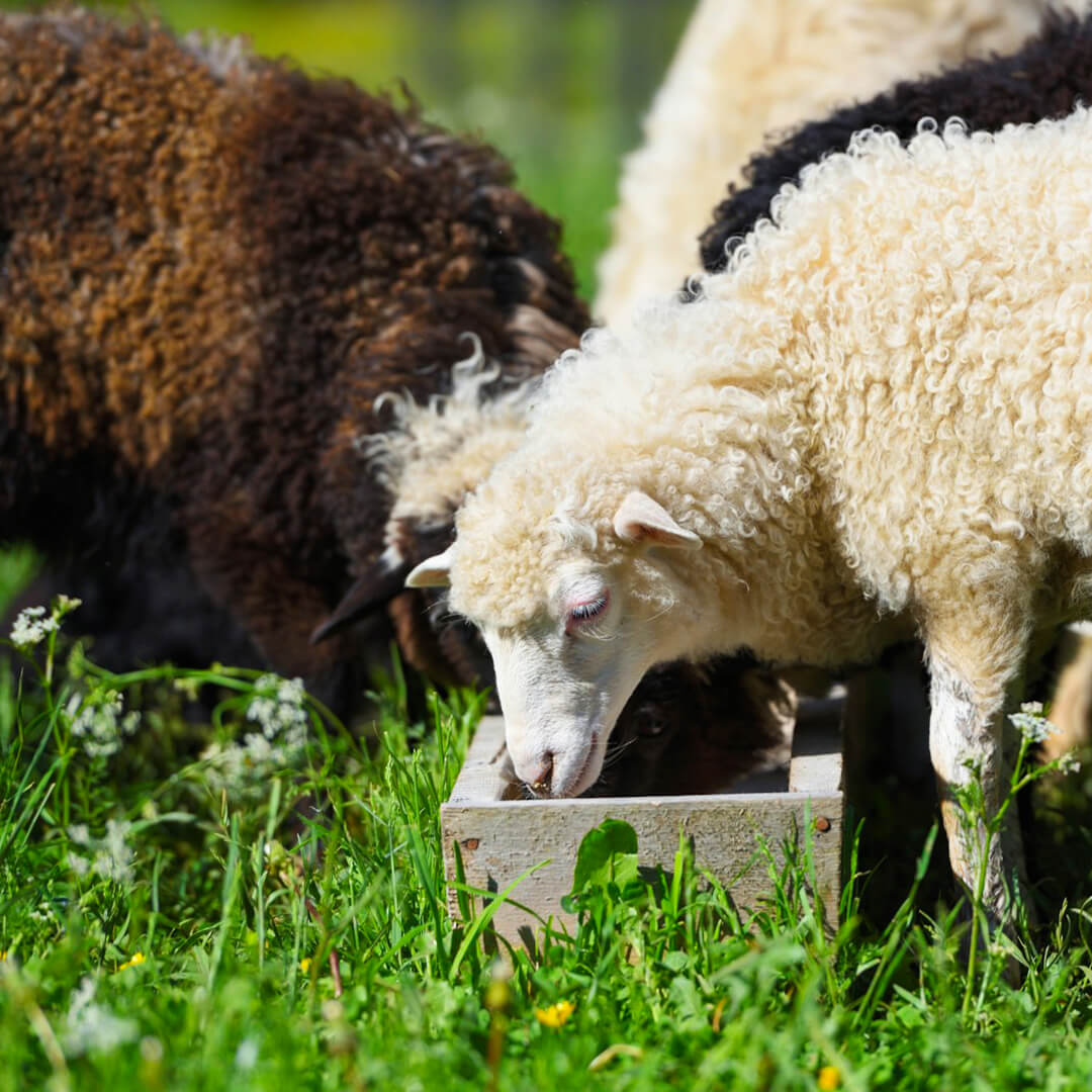 Animales de corral alimentandose